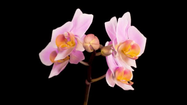 Orchideeënbloesems Bloeiende Roze Orchidee Phalaenopsis Bloem Zwarte Achtergrond Tijdsverloop — Stockvideo