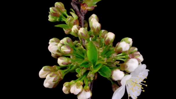 Körsbärsblomma Vita Blommor Blommar Grenarna Körsbärsträd Mörk Bakgrund Tidsförlopp — Stockvideo