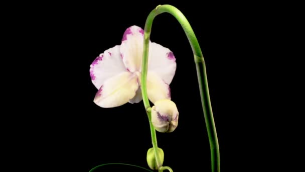 Floraison Blanche Magenta Orchidée Phalaenopsis Fleur Sur Fond Noir Temps — Video