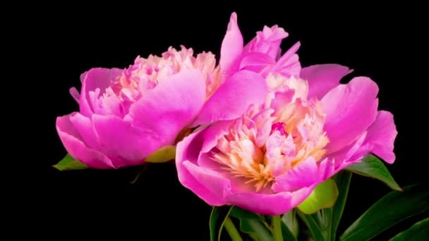 Zeitraffer Von Zwei Schönen Rosa Pfingstrosenblumen Die Auf Schwarzem Hintergrund — Stockvideo