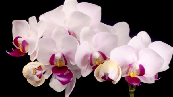 Orchideeënbloesems Bloeiende Witte Orchidee Phalaenopsis Bloem Zwarte Achtergrond Tijd Verstrijken — Stockvideo