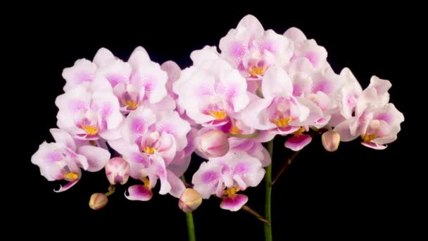 Orkide Çiçekleri Var Kara Arkaplan Çiçek Açan Pembe Orkide Phalaenopsis — Stok video