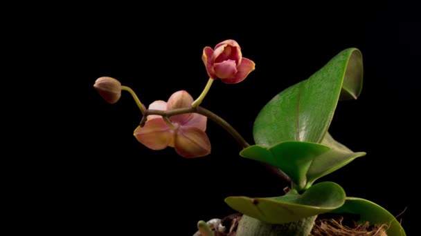 Flor Phalaenopsis Orquídea Del Melocotón Que Florece Sobre Fondo Negro — Vídeo de stock