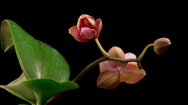Blooming Peach Orchid Phalaenopsis Flower Black Background Time Lapse — Stock Video