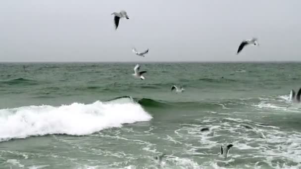 Чайки, летающие над морем — стоковое видео