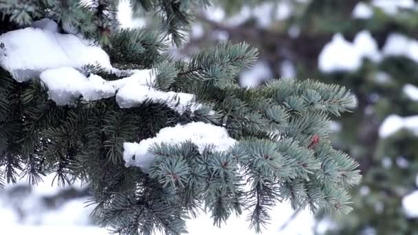 Rama de árbol de pelaje con nieve — Vídeo de stock