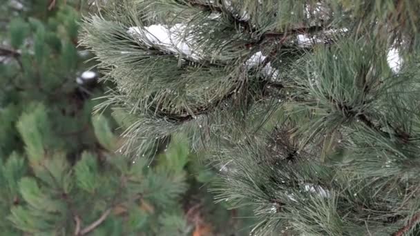 根松枝，融化的雪 — 图库视频影像