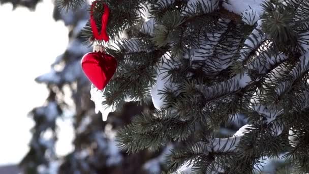 Ramo di abete rosso con neve e cuore — Video Stock