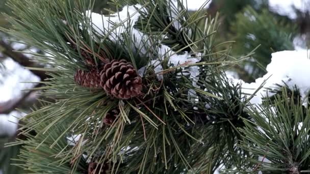 Ramo di pino con coni e neve sciogliente — Video Stock