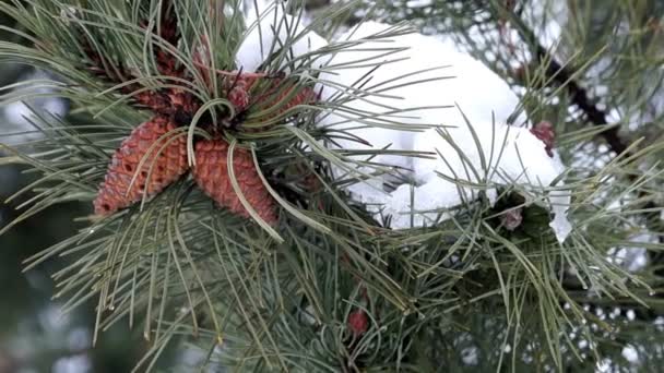 Ramo di pino con coni e neve sciogliente — Video Stock