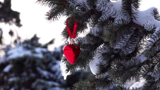 Spruce gren med snö och hjärta — Stockvideo