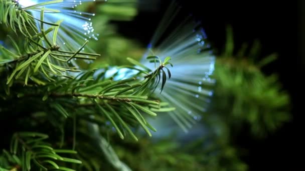 Árbol de coníferas con fibra azul — Vídeos de Stock