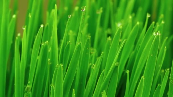 Hierba verde fresca con gotas de lluvia — Vídeos de Stock