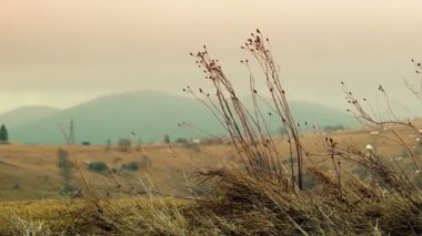 Kuru çimenler rüzgarda sallanıyor