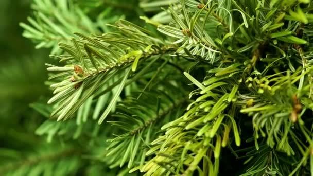 Coniferous Tree Rotate. Top View. — Stock Video