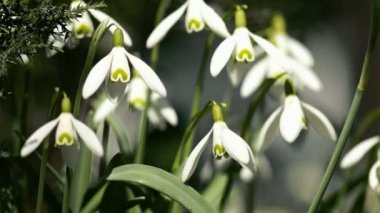 Rüzgarda sallanan genç kardelen