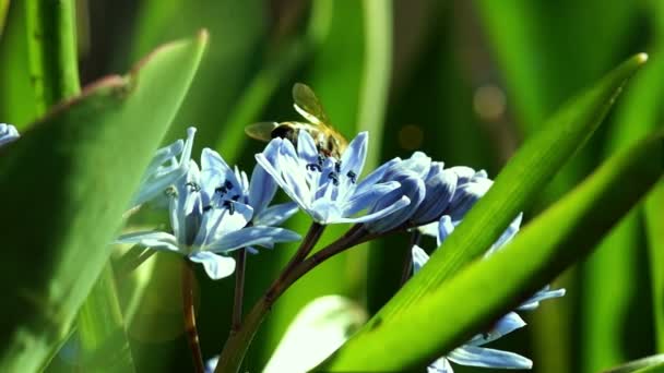 Kilka pszczoły zapylają wiosna kwiaty — Wideo stockowe