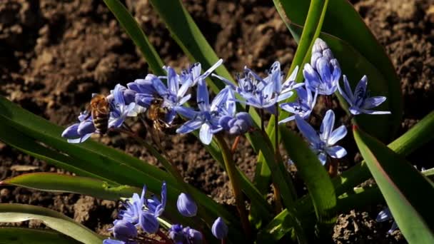 Varias abejas polinizan flores jóvenes de primavera — Vídeo de stock