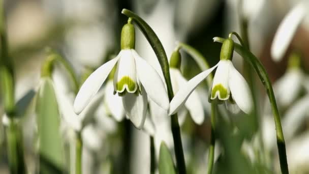 Young Snowdrops Swaying in the Wind — Stock Video
