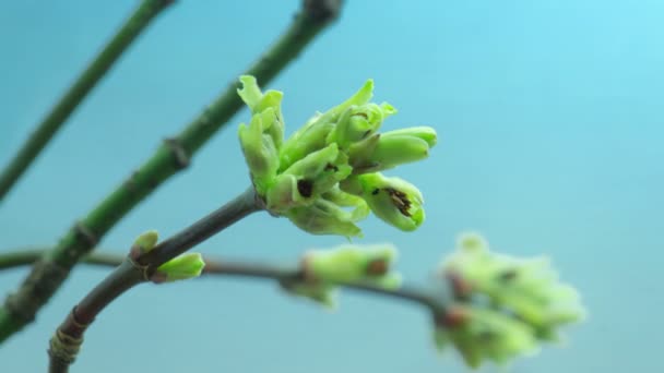 Hojas verdes jóvenes y flores florecen en una rama de árbol — Vídeo de stock