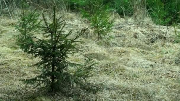 Jeune épinette se balançant dans le vent — Video