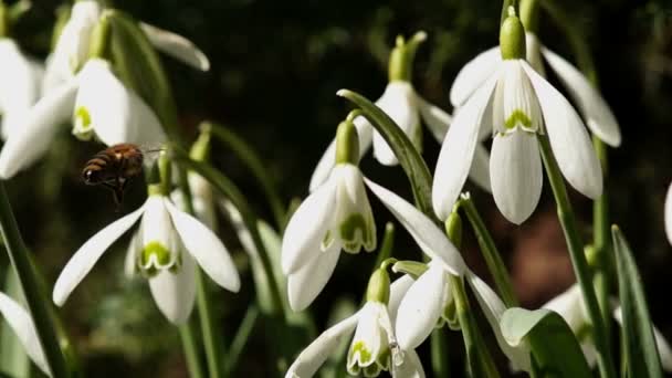 L'abeille vole autour des jeunes gouttes de neige — Video