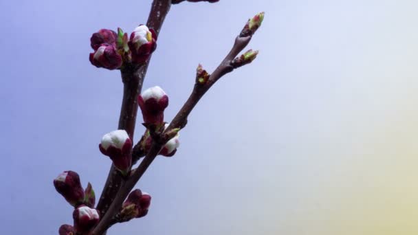 Voorjaar in Plum tuin — Stockvideo