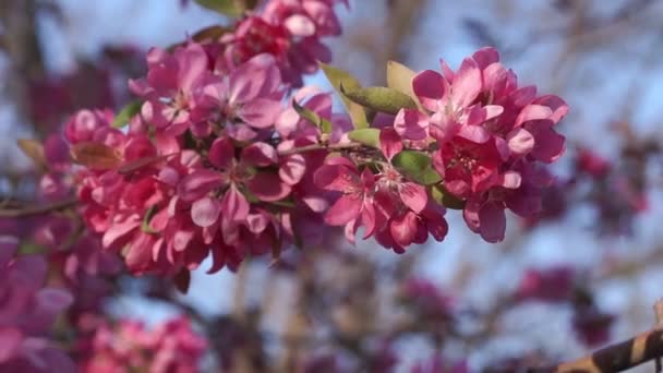 Pommier en fleurs au coucher du soleil — Video