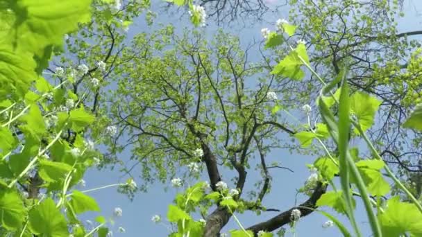 Allongé sur le dos dans l'herbe — Video