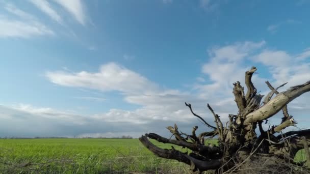 Raiz de uma árvore e nuvens varrem o campo verde — Vídeo de Stock