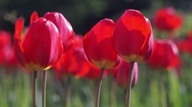 Bahar bahçesinde kırmızı laleler