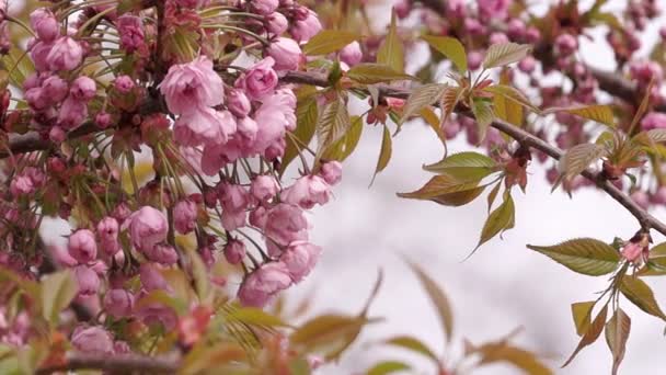 Sakura άνθη την άνοιξη το πρωί — Αρχείο Βίντεο