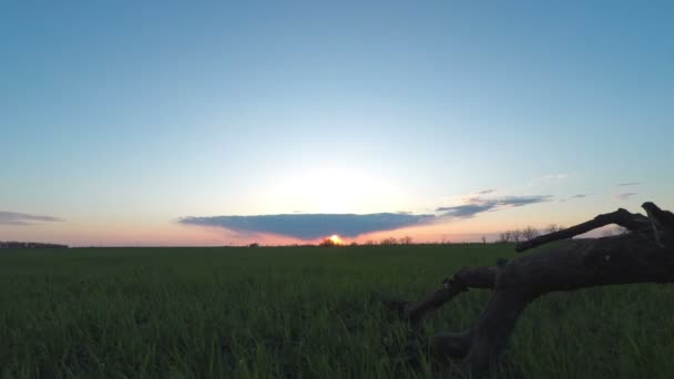 Solnedgång i det gröna fältet — Stockvideo