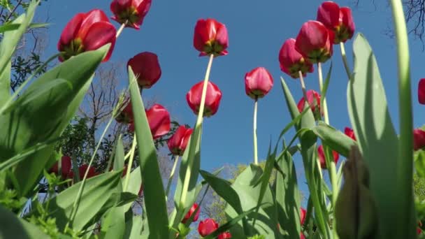 Rote Tulpen im Frühlingsgarten