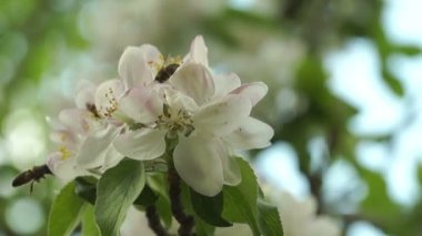 Bahar çiçek Pollinating kaç arılar