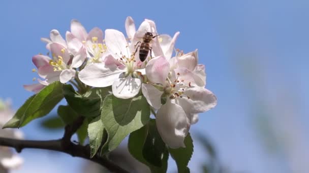 Abeja polinizando flores de primavera — Vídeo de stock