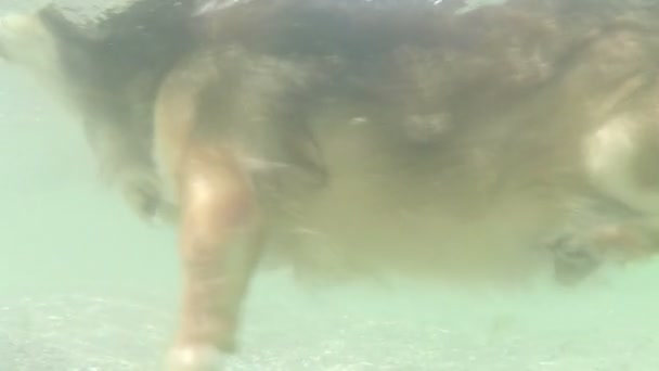 Σκυλί να κολυμπά και να πηγαίνει στην παραλία — Αρχείο Βίντεο