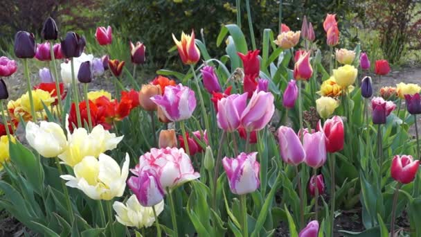 Tulipanes coloridos en el jardín de primavera — Vídeo de stock