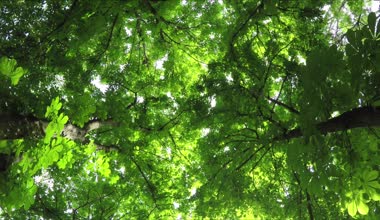 Yaz yaprak döken orman