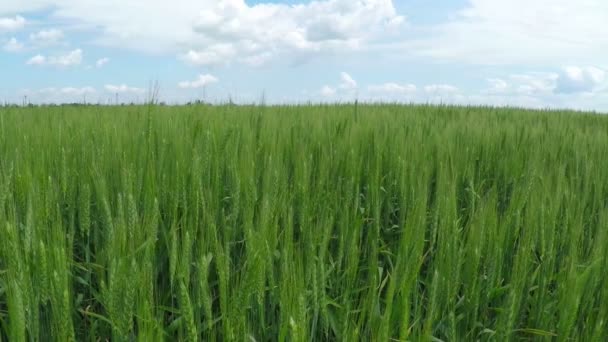 Wheat Field — Stock Video