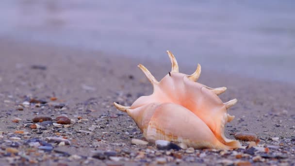 Conchiglia sulla spiaggia — Video Stock