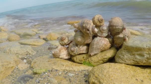 Algunas conchas marinas en la playa — Vídeos de Stock