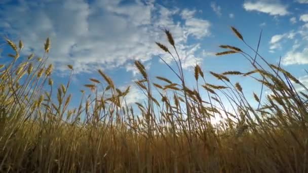 Campo de trigo dorado — Vídeo de stock