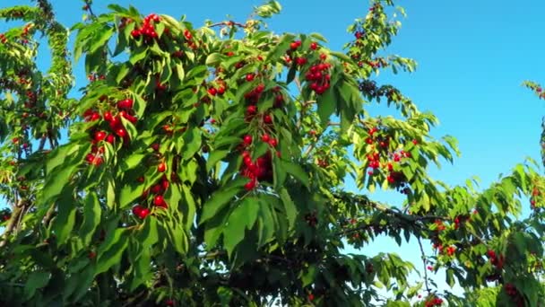 Fruta roja de cereza en la rama del árbol — Vídeo de stock