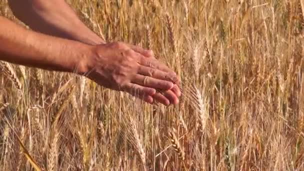 Grano di grano nelle mani di un contadino — Video Stock