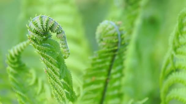 Young Green Fern Leaves — Stock Video