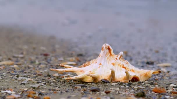 Морская ракушка на пляже — стоковое видео