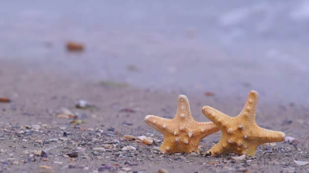 海滩上的海星 — 图库视频影像