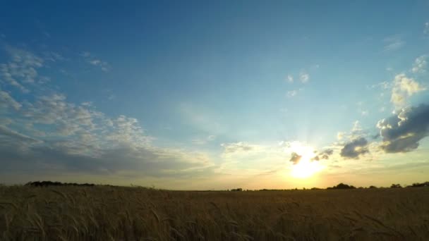 Захід сонця небо над пшеничним полем — стокове відео