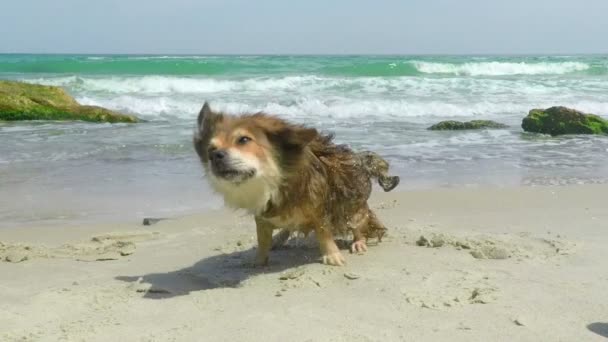 Cane scuotendo l'acqua — Video Stock